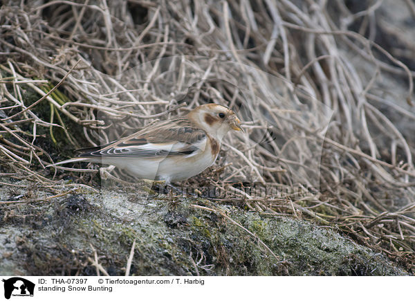 stehender Schneeammer / standing Snow Bunting / THA-07397