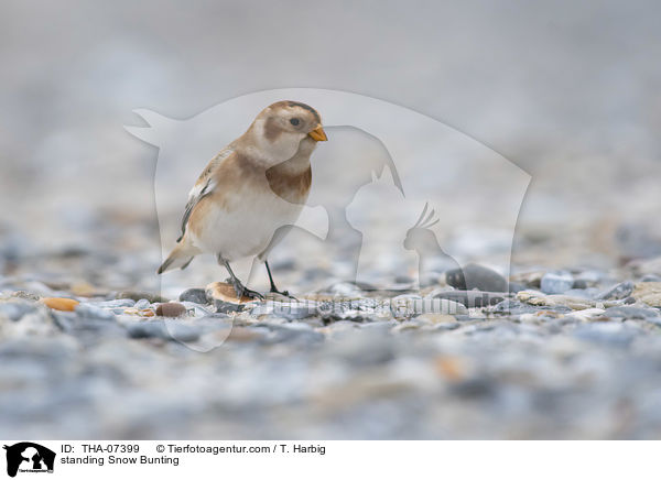 stehender Schneeammer / standing Snow Bunting / THA-07399