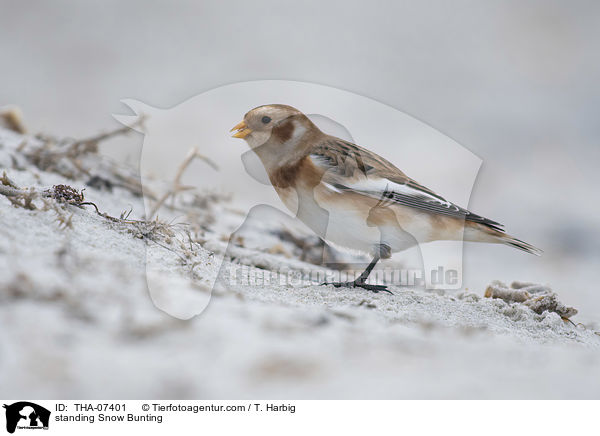 standing Snow Bunting / THA-07401