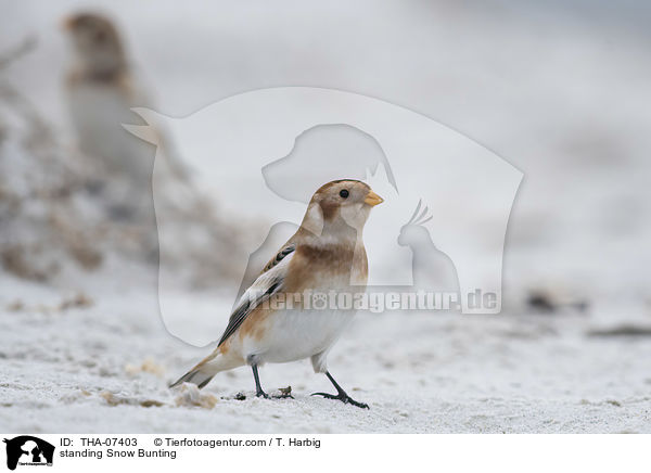 stehender Schneeammer / standing Snow Bunting / THA-07403