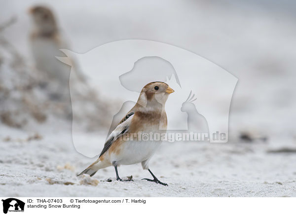 standing Snow Bunting / THA-07403