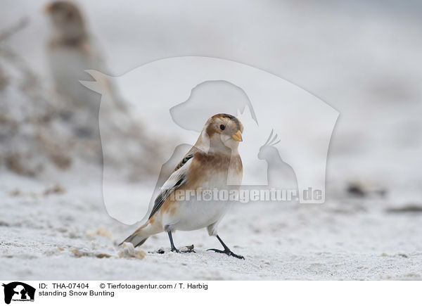 standing Snow Bunting / THA-07404