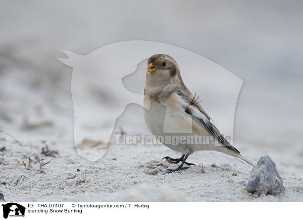 standing Snow Bunting / THA-07407