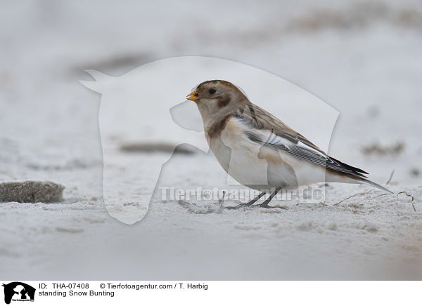 standing Snow Bunting / THA-07408