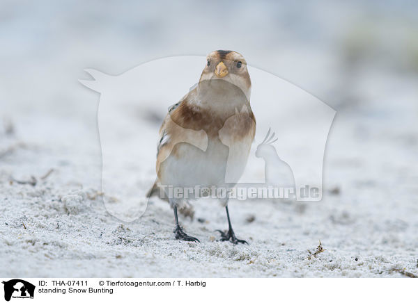 standing Snow Bunting / THA-07411