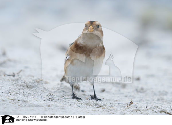 stehender Schneeammer / standing Snow Bunting / THA-07411