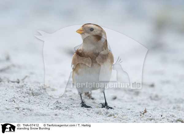 standing Snow Bunting / THA-07412