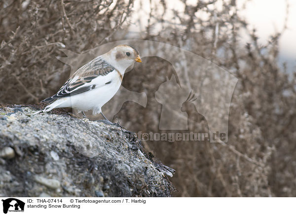 stehender Schneeammer / standing Snow Bunting / THA-07414