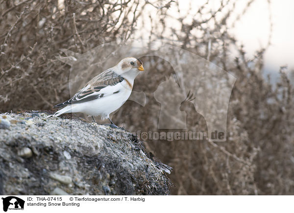 stehender Schneeammer / standing Snow Bunting / THA-07415