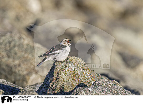 Schneeammer / snow bunting / MBS-27007