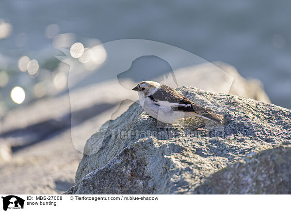 snow bunting / MBS-27008