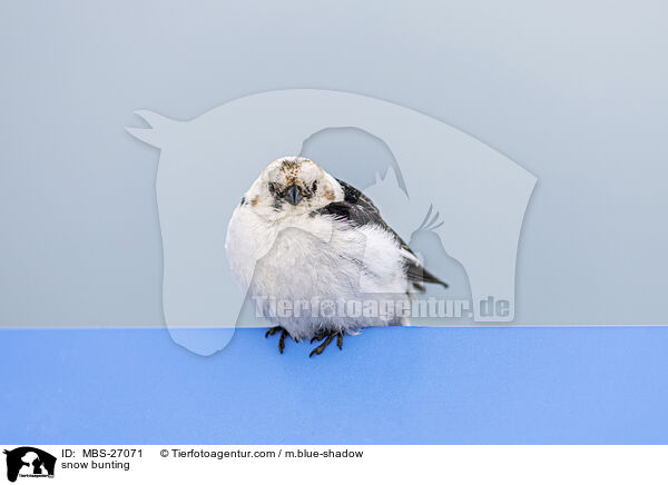 Schneeammer / snow bunting / MBS-27071