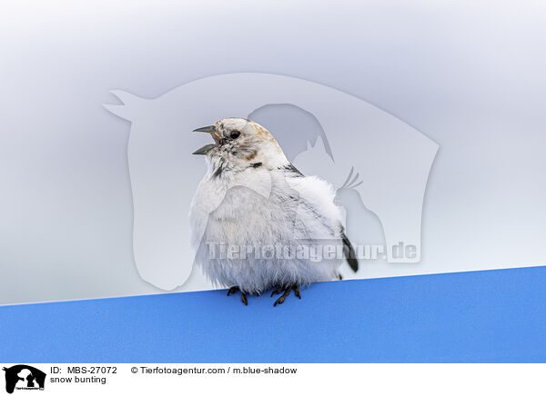 snow bunting / MBS-27072