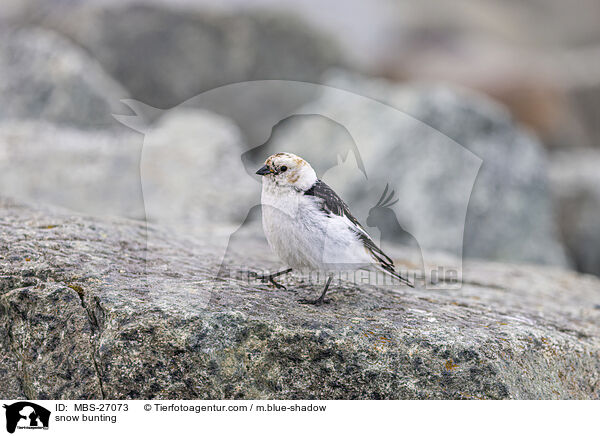 snow bunting / MBS-27073