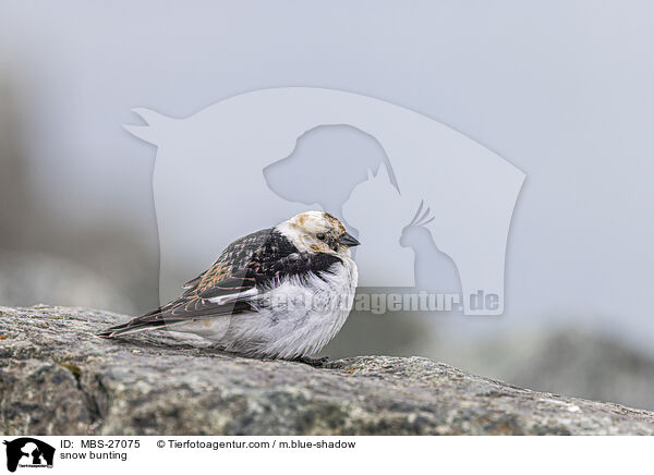 snow bunting / MBS-27075