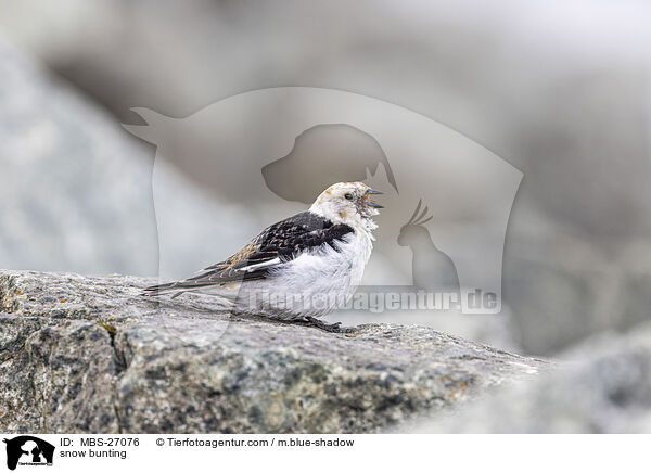 snow bunting / MBS-27076
