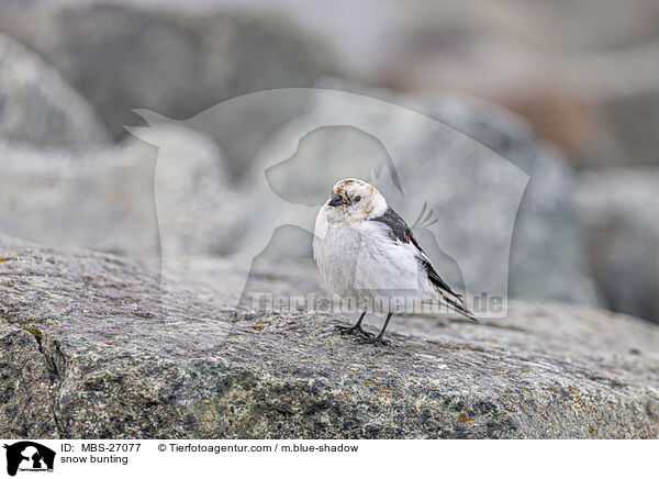 snow bunting / MBS-27077
