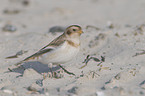 snow bunting