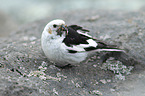 snow bunting