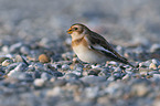 standing Snow Bunting