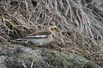 standing Snow Bunting