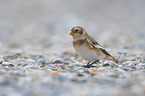 walking Snow Bunting