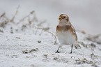 standing Snow Bunting