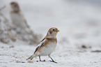 standing Snow Bunting