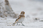 standing Snow Bunting