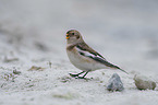 walking Snow Bunting