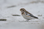 standing Snow Bunting