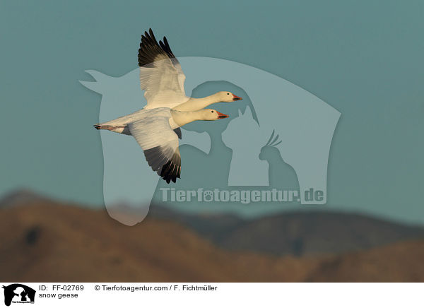 Schneegnse / snow geese / FF-02769