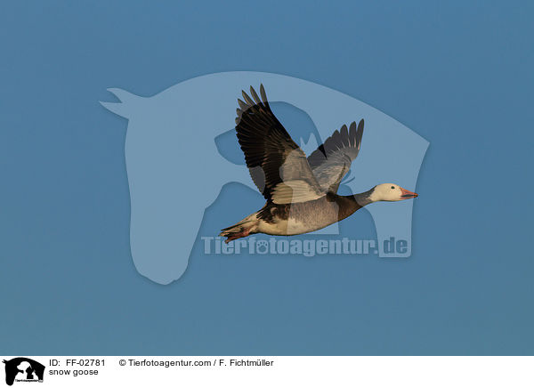 snow goose / FF-02781