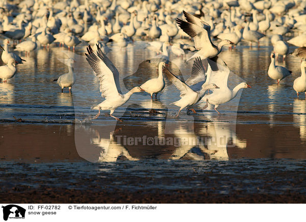 Schneegnse / snow geese / FF-02782