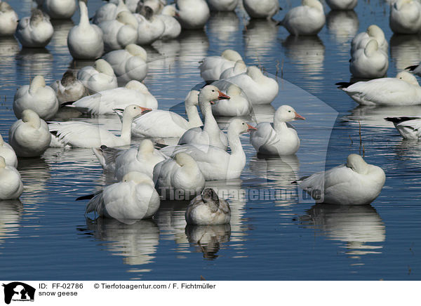 Schneegnse / snow geese / FF-02786