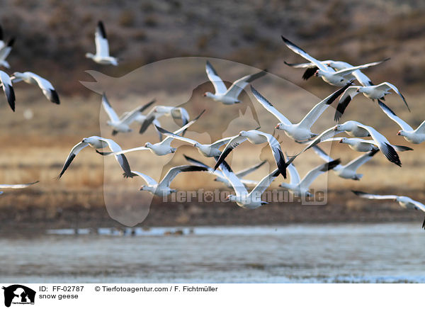 Schneegnse / snow geese / FF-02787
