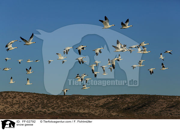 snow geese / FF-02792