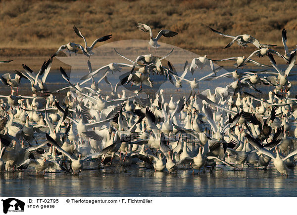 Schneegnse / snow geese / FF-02795