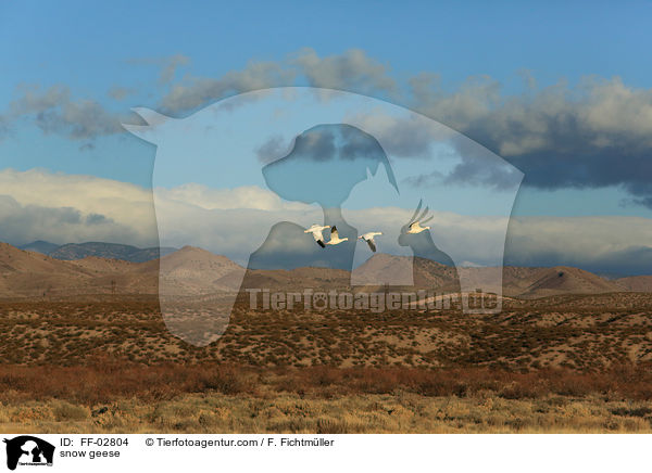 Schneegnse / snow geese / FF-02804
