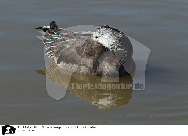 Schneegans / snow goose / FF-02818