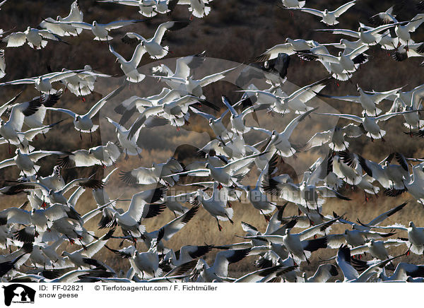 Schneegnse / snow geese / FF-02821