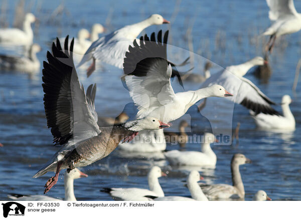 Schneegnse / snow geese / FF-03530