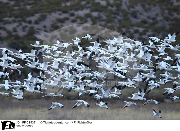 Schneegnse / snow geese / FF-03537
