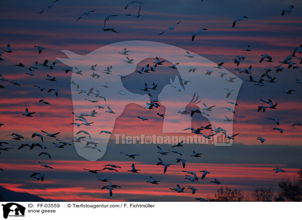 Schneegnse / snow geese / FF-03559
