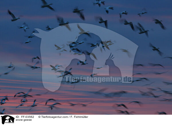 Schneegnse / snow geese / FF-03562