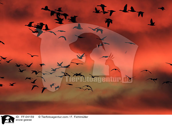 Schneegnse / snow geese / FF-04159
