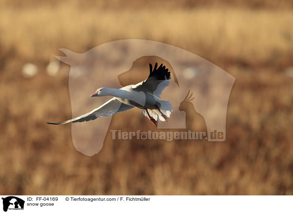 Schneegans / snow goose / FF-04169