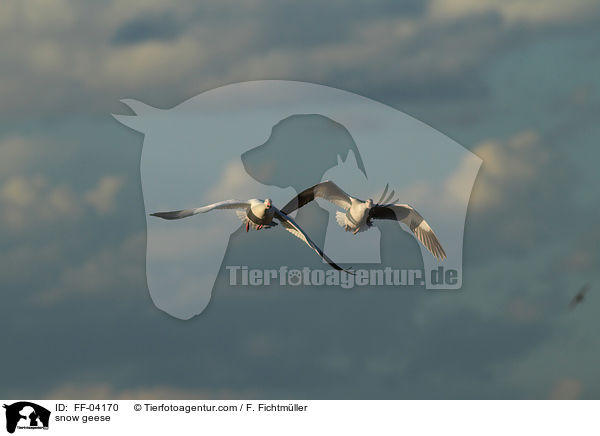 Schneegnse / snow geese / FF-04170