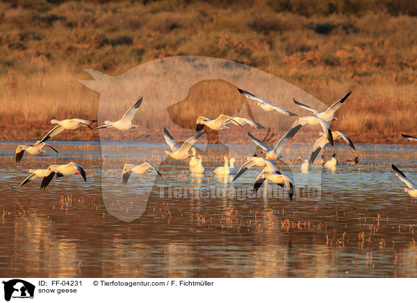 Schneegnse / snow geese / FF-04231