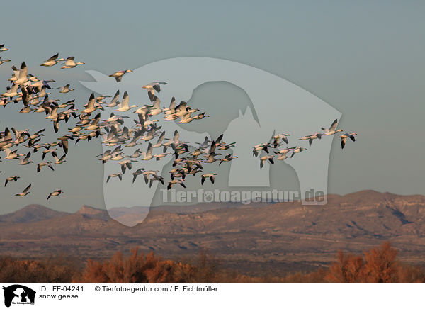 Schneegnse / snow geese / FF-04241